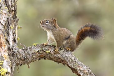 A cute little squirrel is perched on a branch of a pine tree near Spokane, Washington.