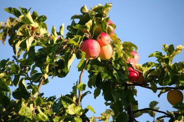 A branch of an apple tree