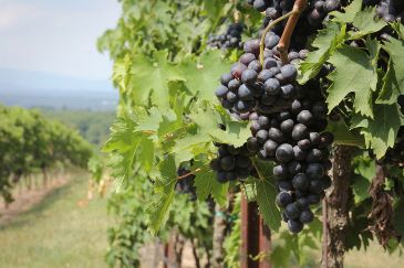 Concord grapes in vineyard with mountains in background