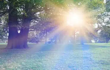 Sunlight beaming through trees in Hermiston, OR