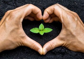 Two hands forming a heart shape around a young green plant